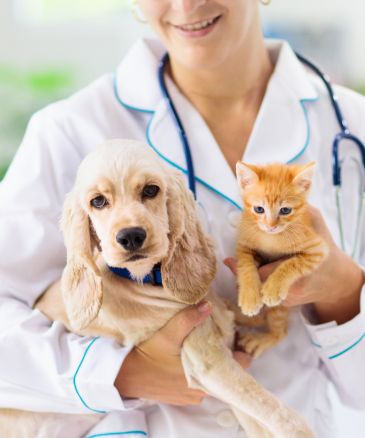 a veterinarian holding a dog and a cat