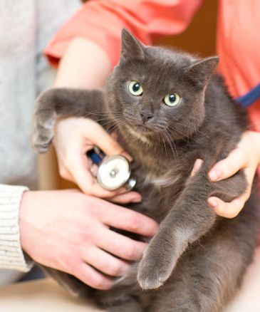 a veterinarian holding a cat