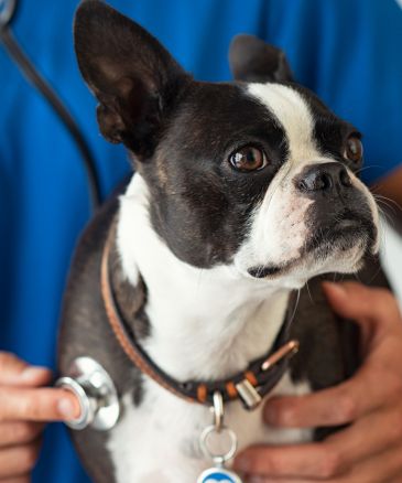 a dog with a stethoscope on its neck