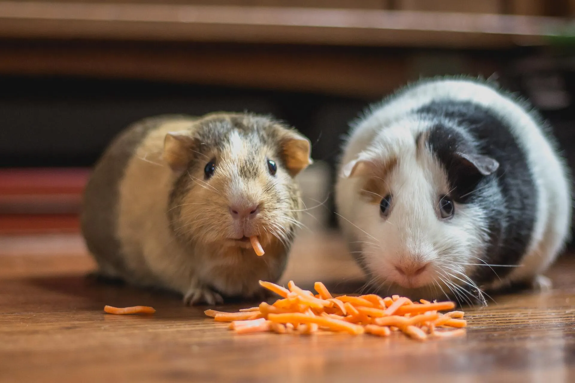two guinea pigs eating carrots on the floor