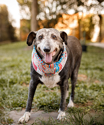 dog standing on the grassy field